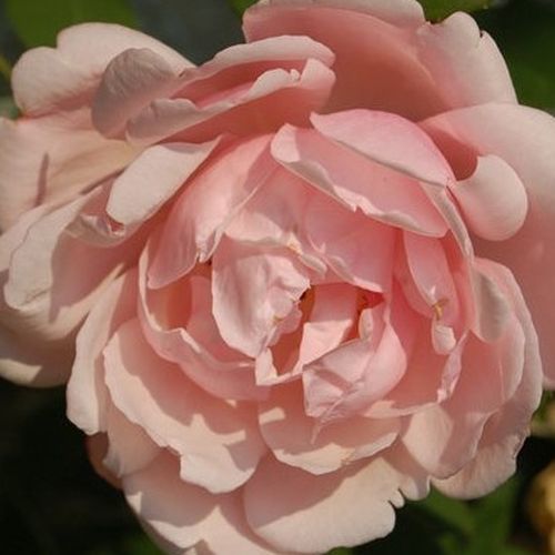 Vendita, rose rose rambler - rosa - Rosa Albertine - rosa dal profumo discreto - Brent C. Dickerson - Durevole, appariscente, riccamente fiorita. Resiste a una debole penombra e suoli carenti di nutrienti.